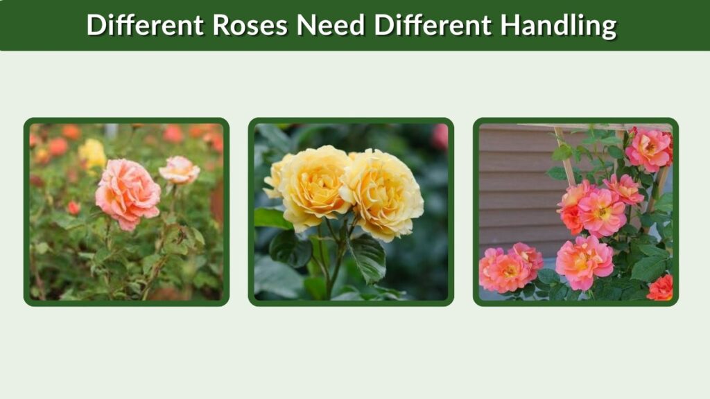 Different Roses Need Different Handling