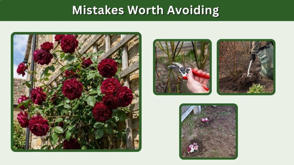 Mistakes Worth Avoiding