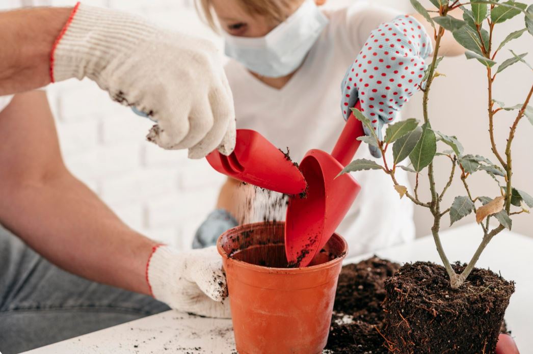 When to Plant Bulbs in Ontario: A Complete Seasonal Guide