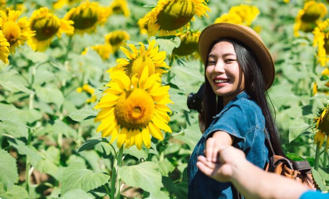 Can You Grow Sunflowers in Canada? A Gardener's Guide to Sunshine