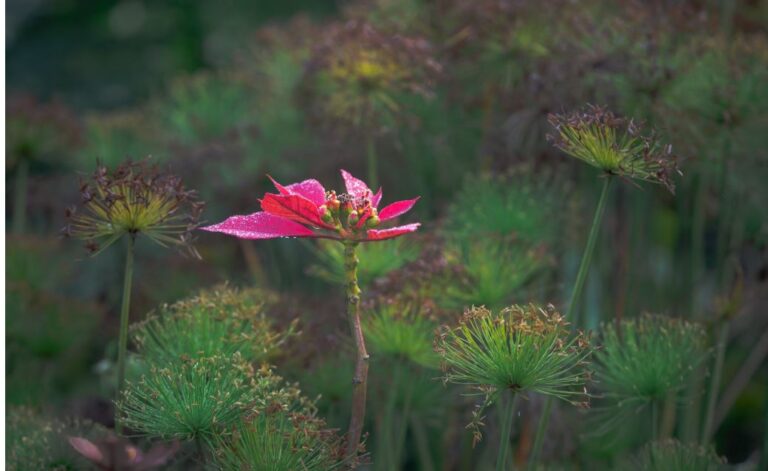 Deer-Resistant Native Canadian Wildflowers
