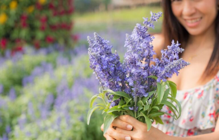 Is Lavender a Perennial in Canada