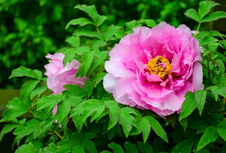 Are Peonies Hardy in Canada Zone 3? YES (Complete Winter Care Guide)