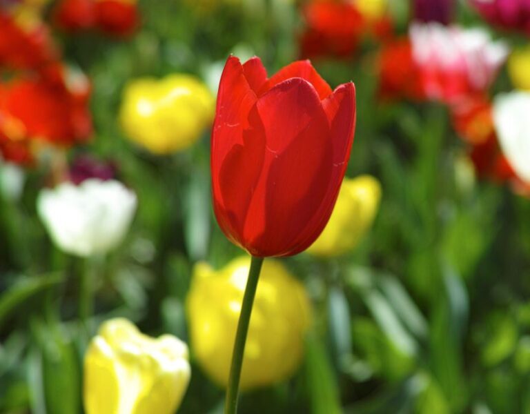 Are Tulips Perennial in Canada? Complete Growing & Re-Bloom Guide