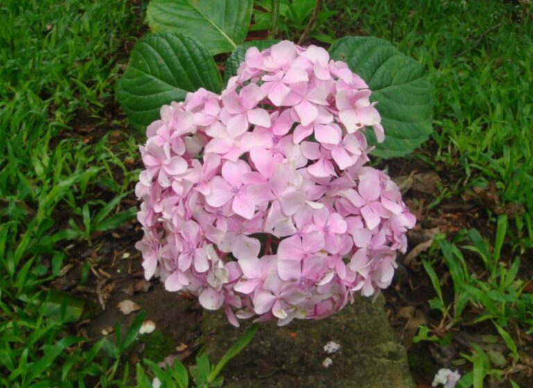 Is Hydrangea Winter Hardy in Ontario? Complete Guide Climate Success