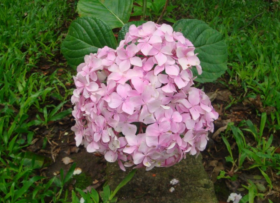 Is Hydrangea Winter Hardy in Ontario? Complete Guide Climate Success