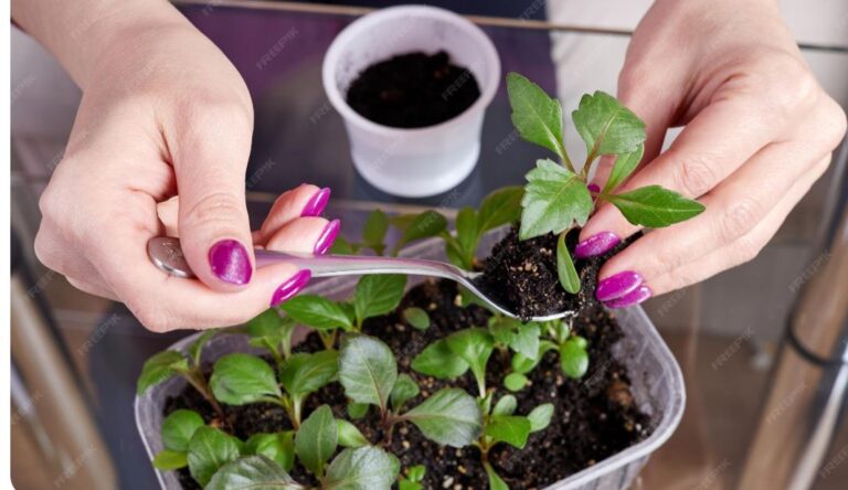 How to Start Flower Seeds Indoors in Canada