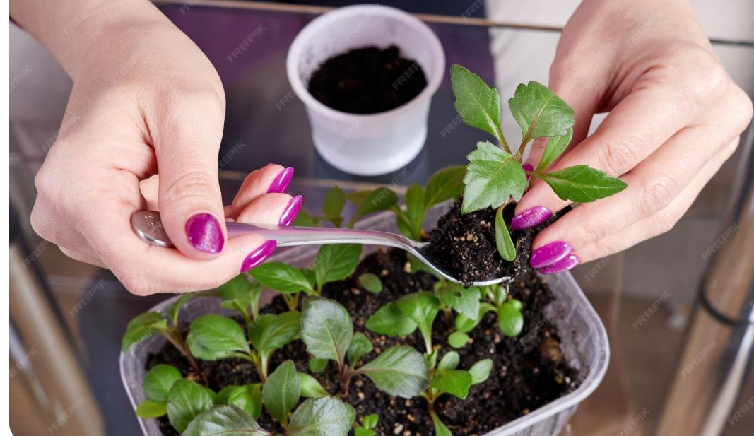 How to Start Flower Seeds Indoors in Canada