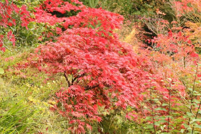 Hardy Shrubs That Bloom All Summer in Canada