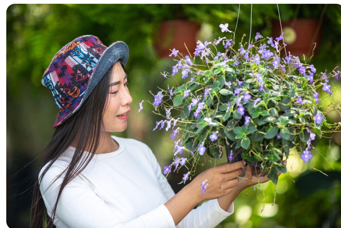 Best Perennials for Zone 3–6 Gardens