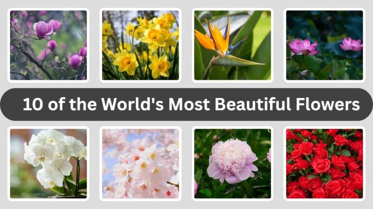 10 of the World's Most Beautiful Flowers