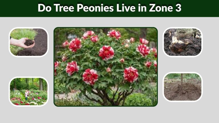 Do Tree Peonies Live in Zone 3