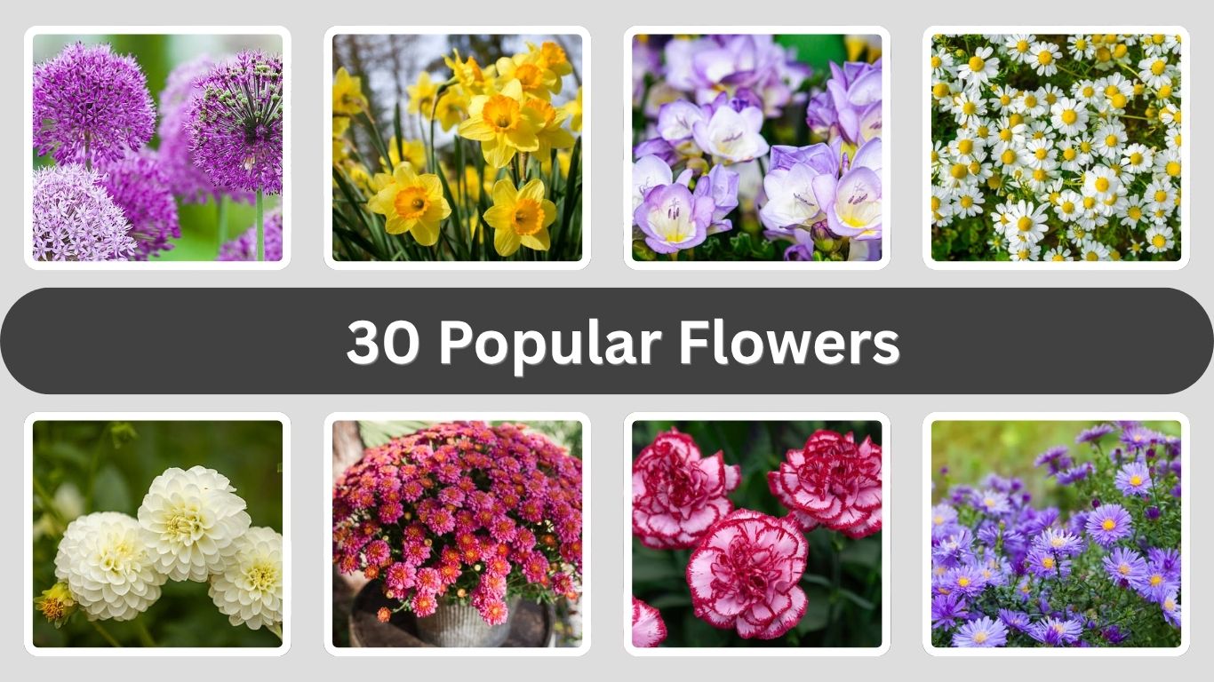 30 Popular Flowers: Names, Photos & Facts