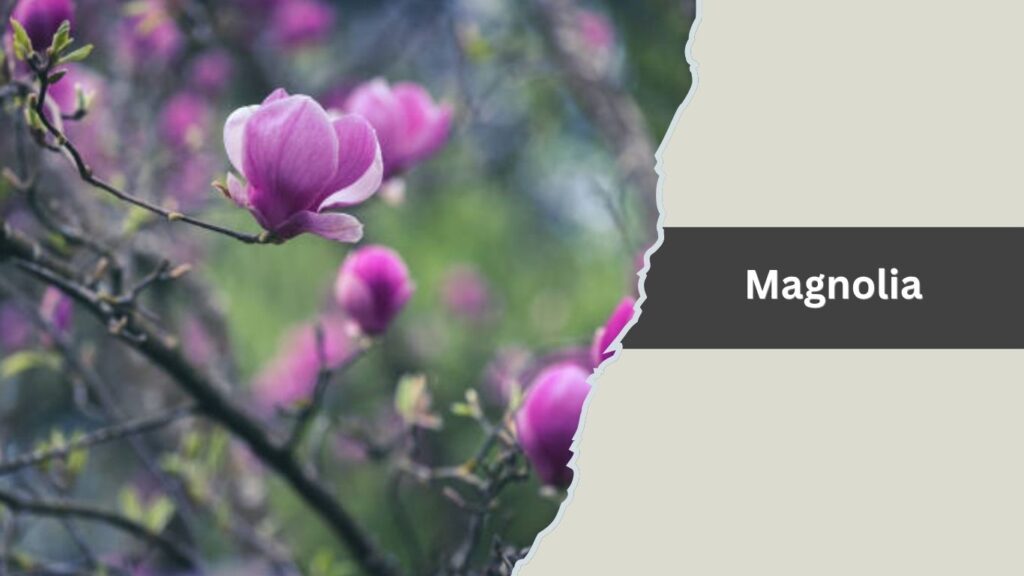 Magnolia