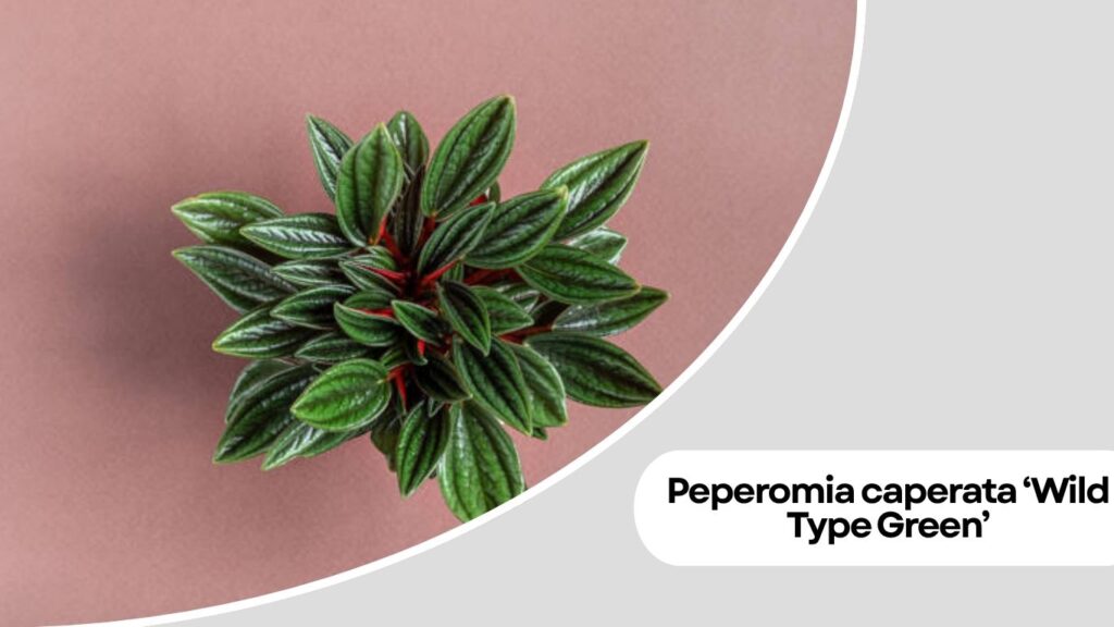 Peperomia caperata ‘Wild Type Green’