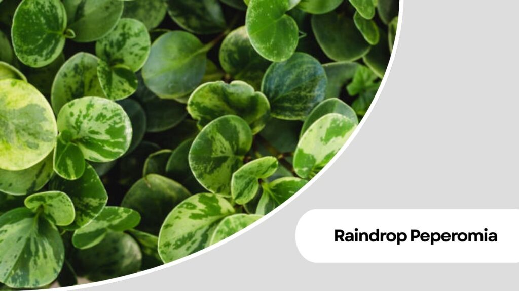 5. Raindrop Peperomia (Peperomia polybotrya)