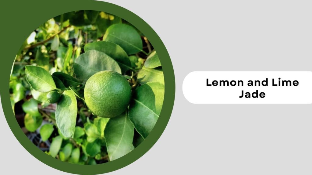 Lemon and Lime Jade