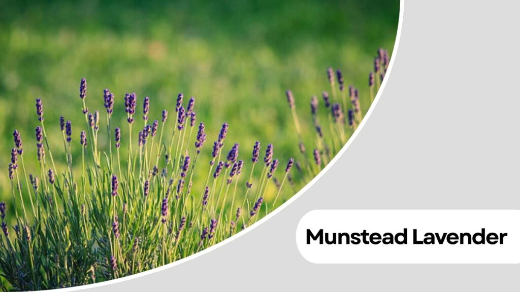 Munstead Lavender