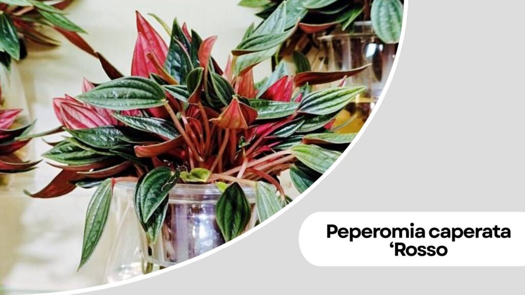 Peperomia caperata ‘Rosso’