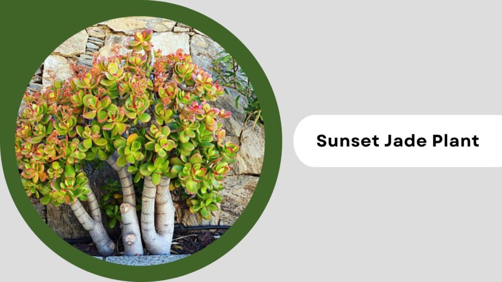 Sunset Jade Plant