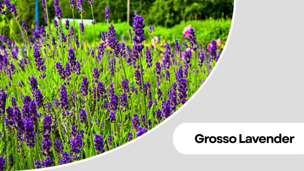 Grosso Lavender