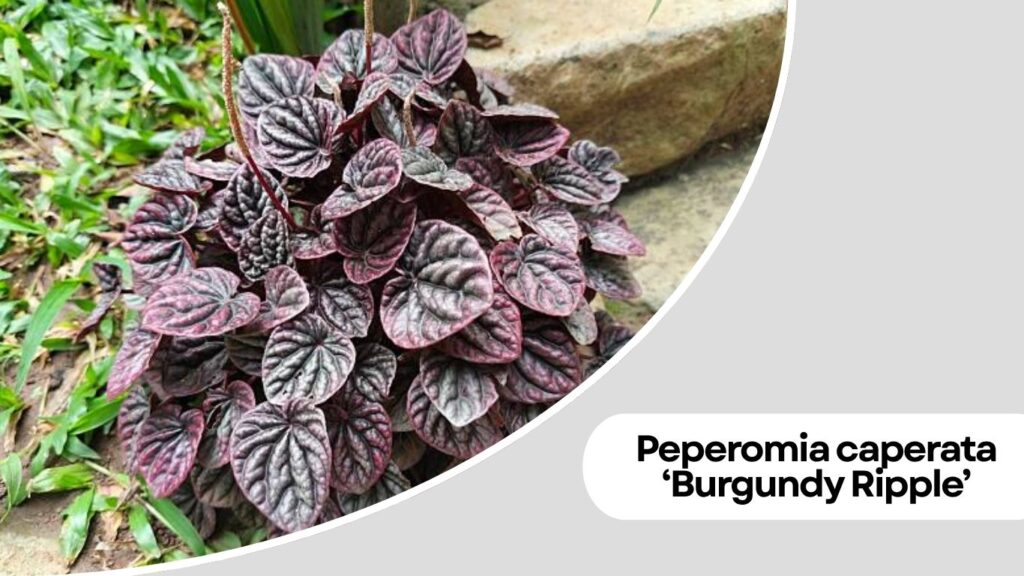 Peperomia caperata ‘Burgundy Ripple’