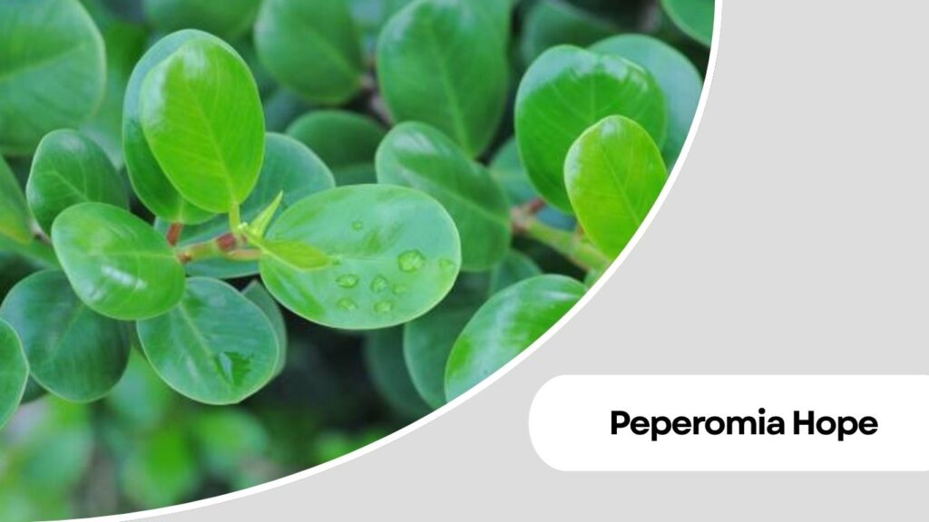  Peperomia Hope (Peperomia tetraphylla 'Hope'