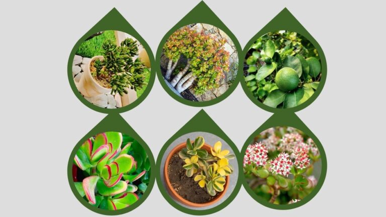 30 Types of Jade Plants With Pictures and Names: Identification & Growing Guide
