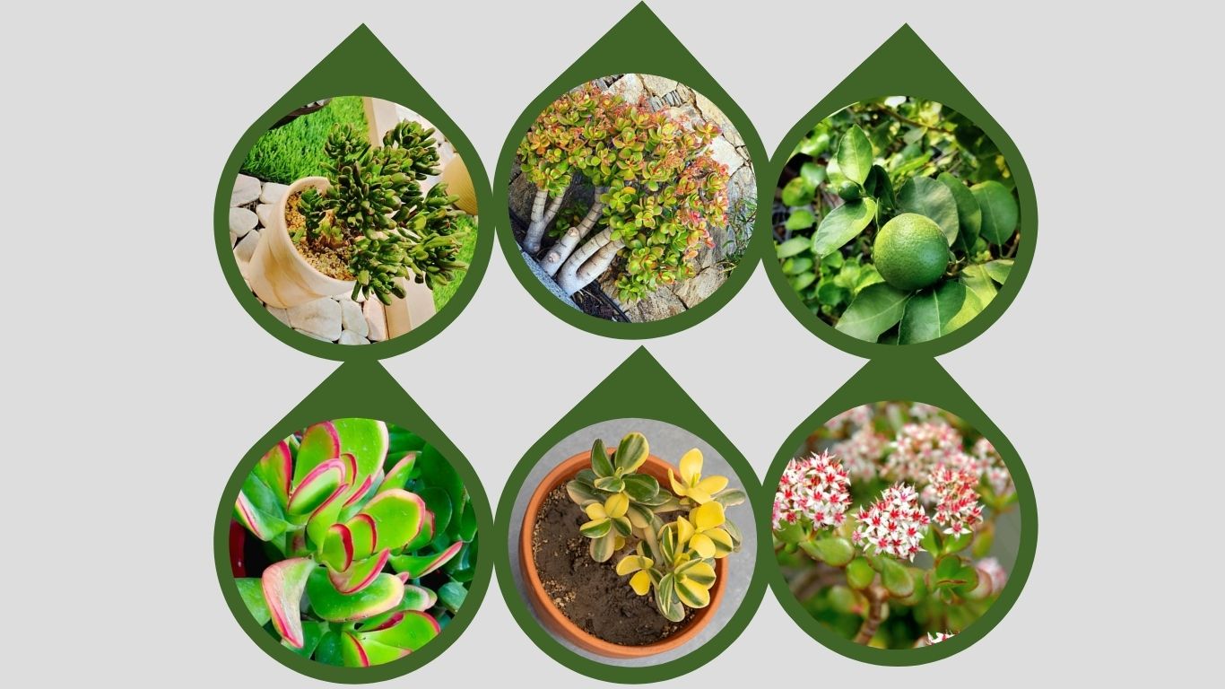 30 Types of Jade Plants With Pictures and Names: Identification & Growing Guide