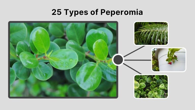 25 Types of Peperomia