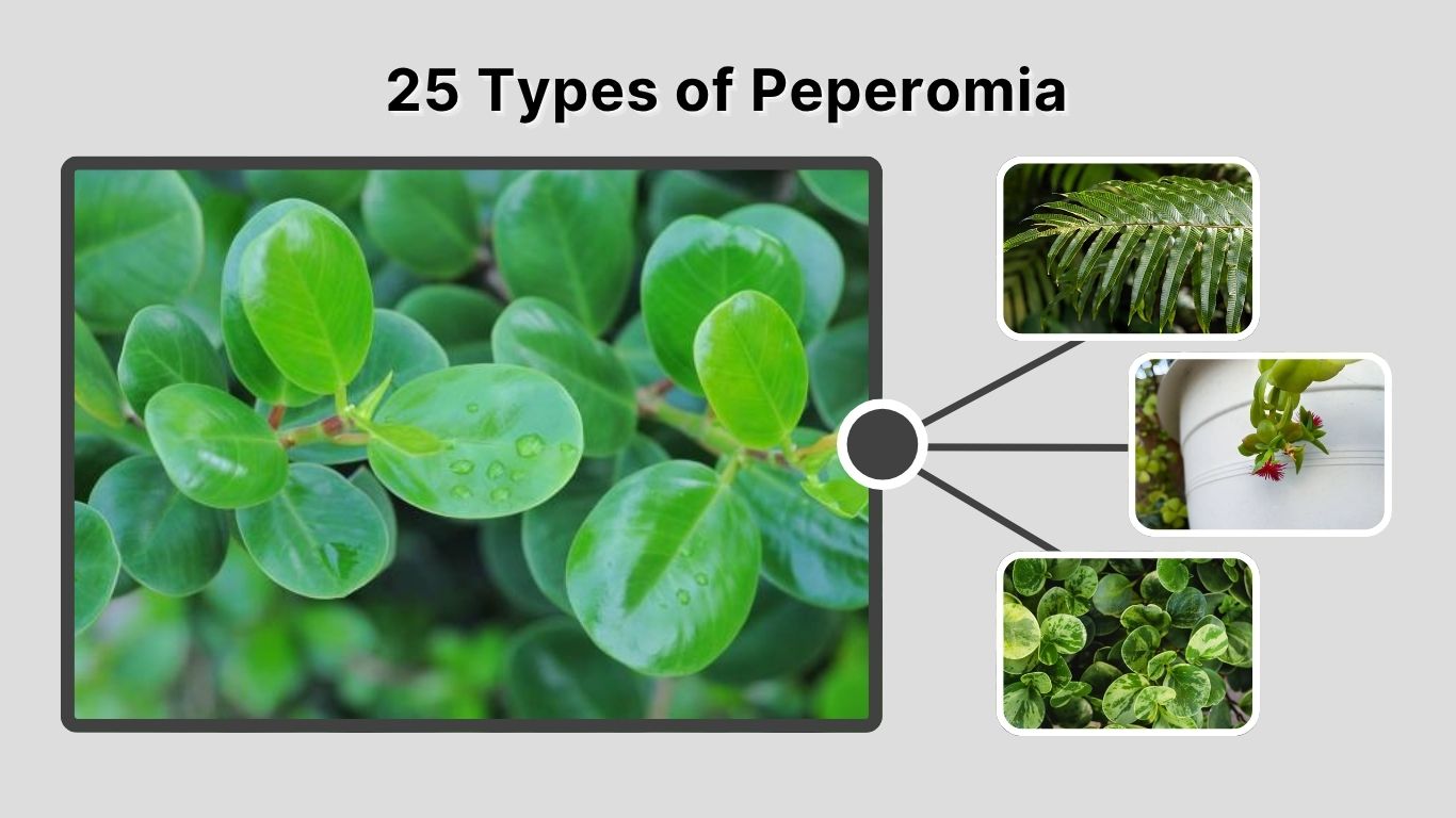 25 Types of Peperomia