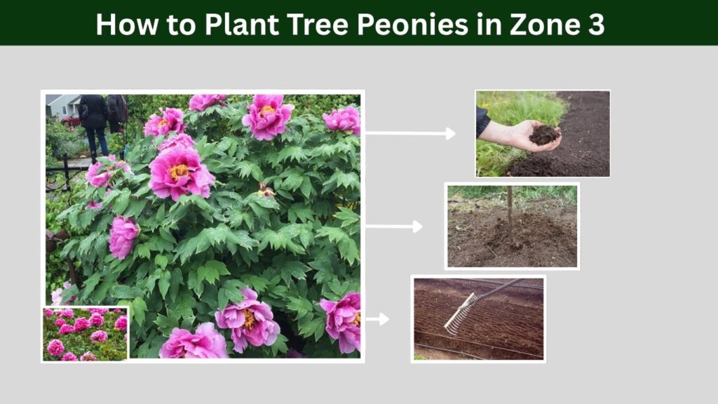 How to Plant Tree Peonies in Zone 3