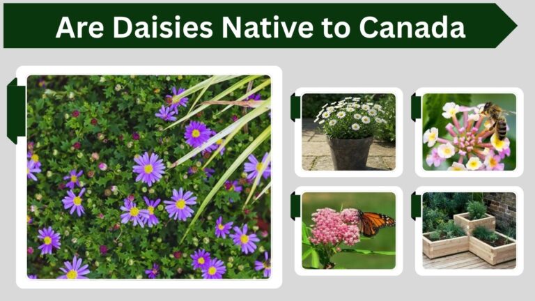 Are Daisies Native to Canada