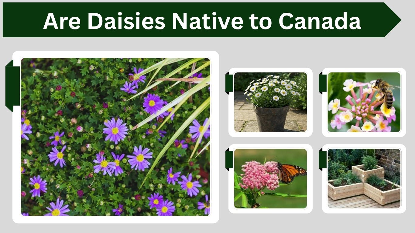 Are Daisies Native to Canada