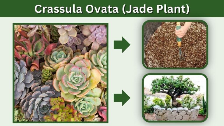 Crassula Ovata (Jade Plant): Complete Care Guide, Types, Growth Tips, and Benefits