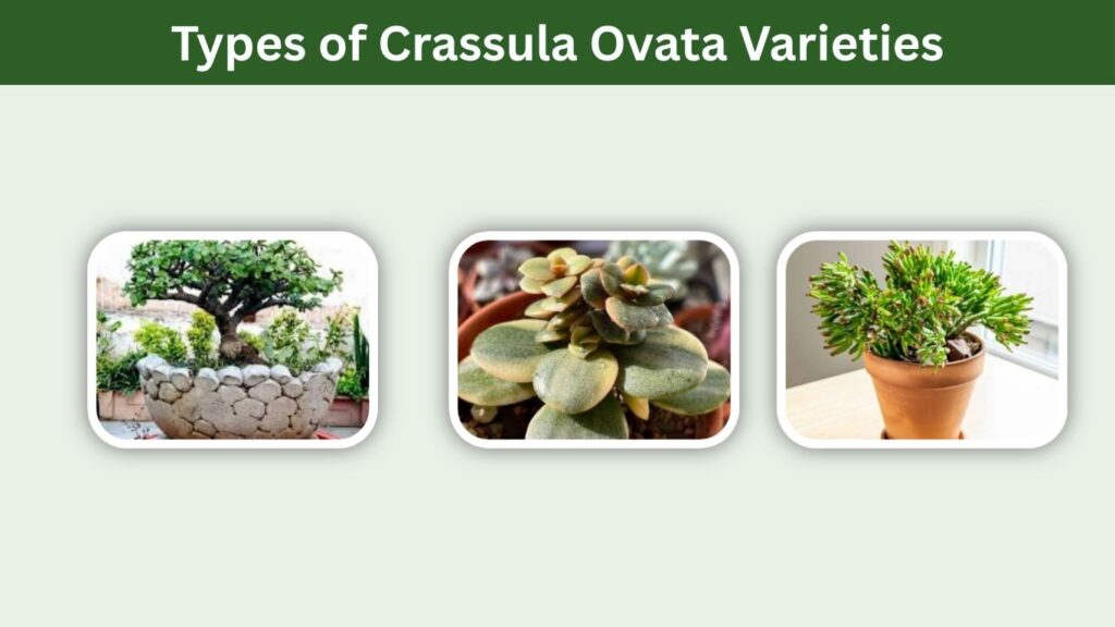 Types of Crassula Ovata Varieties