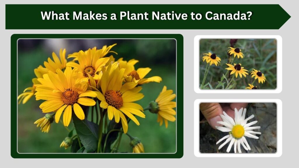 What Makes a Plant Native to Canada?
