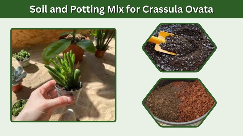 Soil and Potting Mix for Crassula Ovata