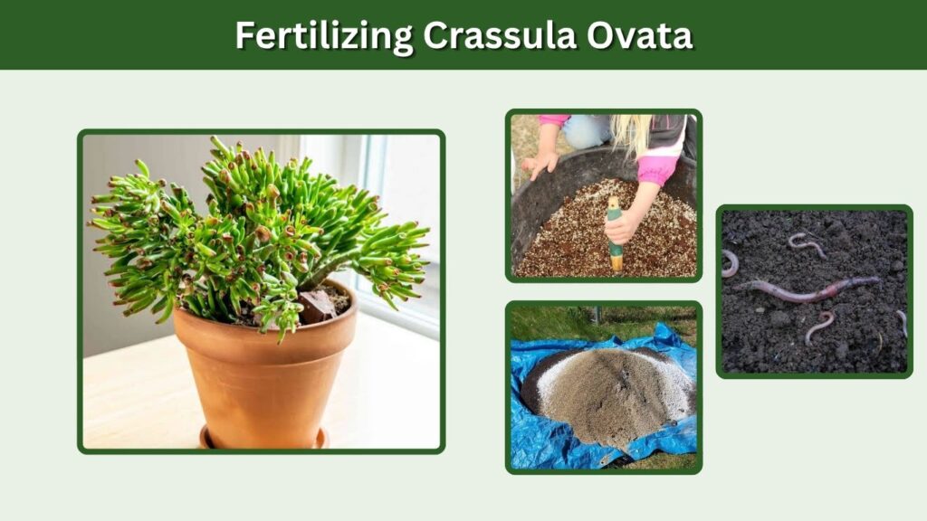 Fertilizing Crassula Ovata
