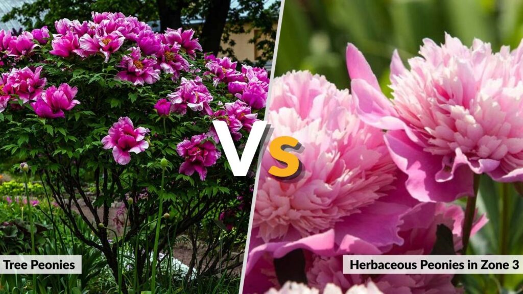 Tree Peonies vs Herbaceous Peonies in Zone 3