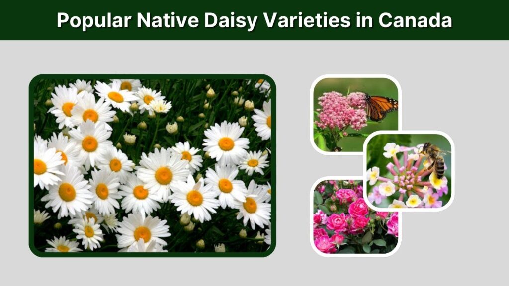 Popular Native Daisy Varieties in Canada