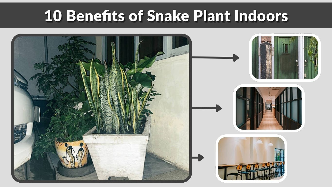10 Benefits of Snake Plant Indoors: Why Every Home Should Have One