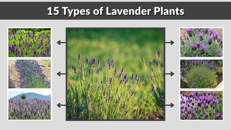 15 Types of Lavender Plants: Best Varieties for Gardens, Pots, and Landscaping
