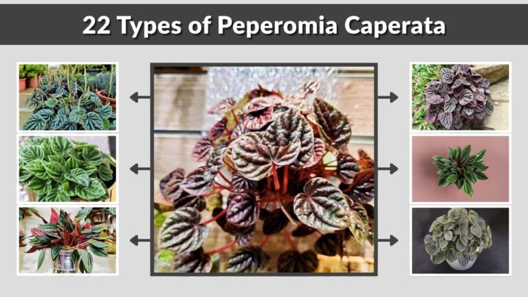 22 Types of Peperomia Caperata: Ruffled Radiator Plant Varieties & Care