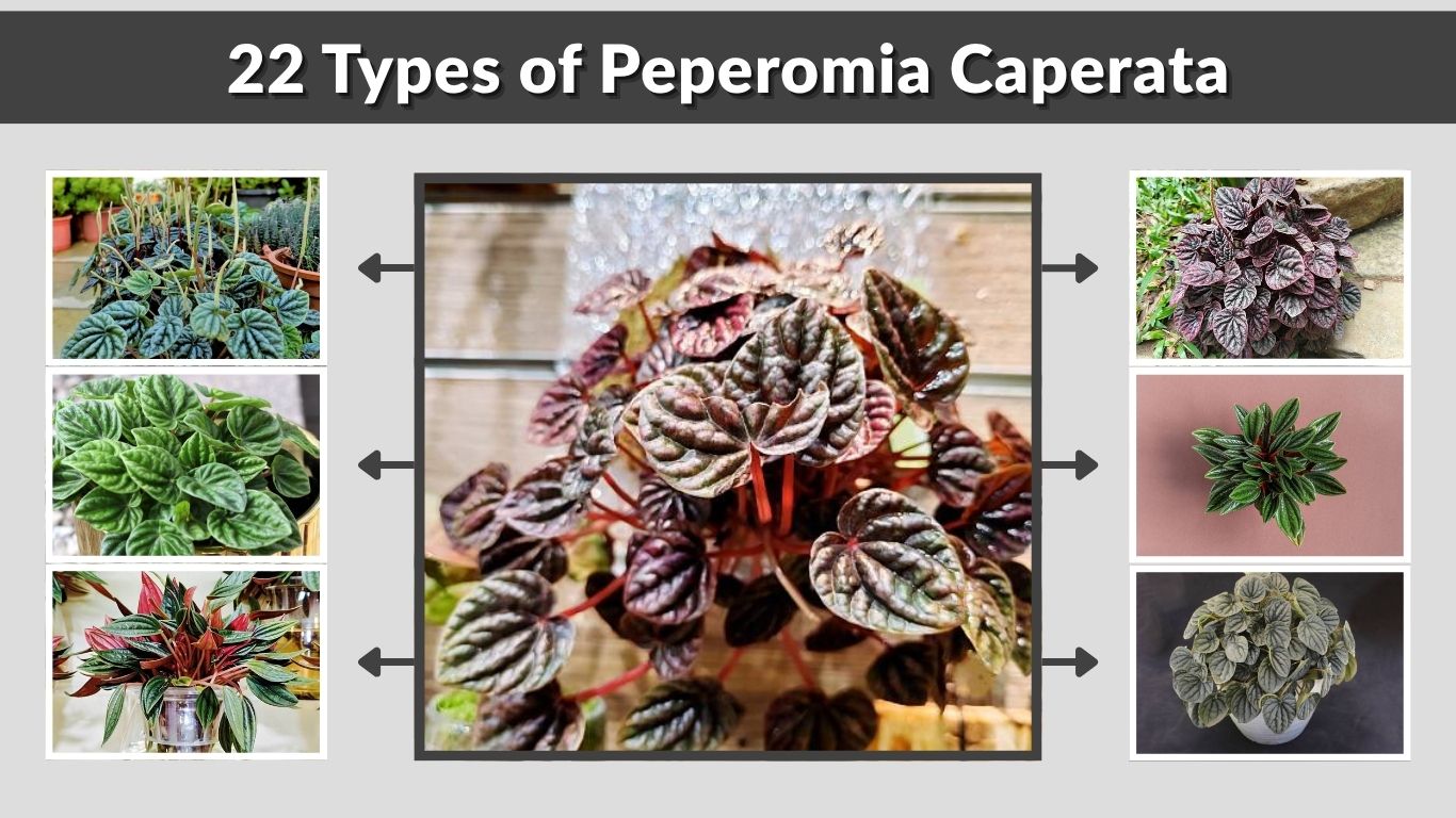 22 Types of Peperomia Caperata: Ruffled Radiator Plant Varieties & Care
