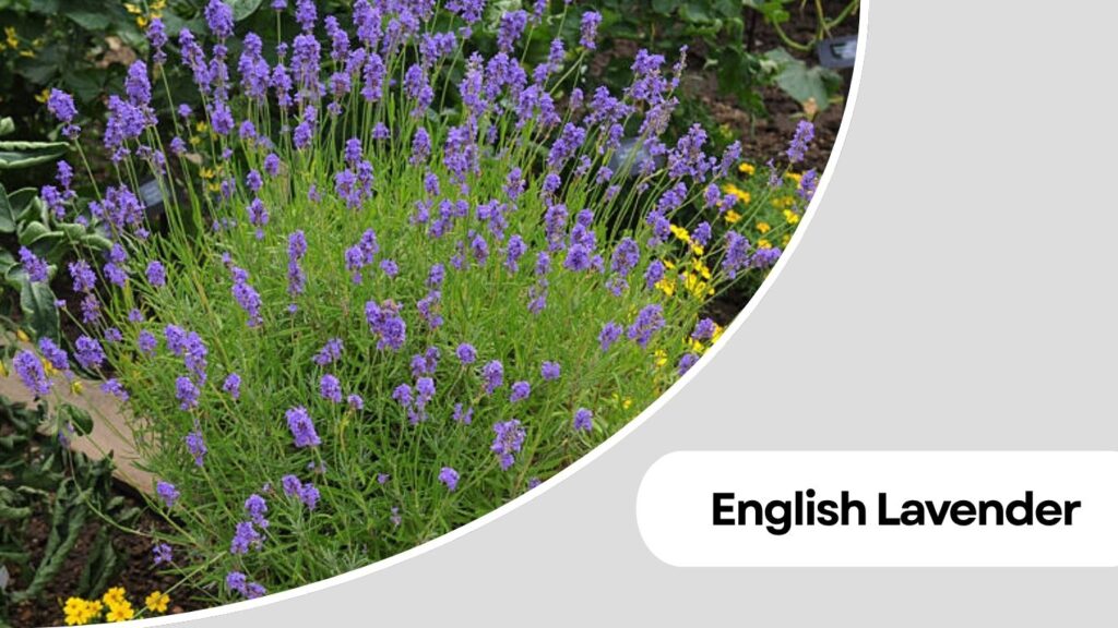 1. English Lavender (Lavandula angustifolia)