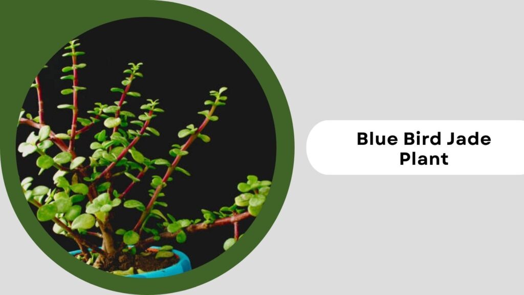 Blue Bird Jade Plant