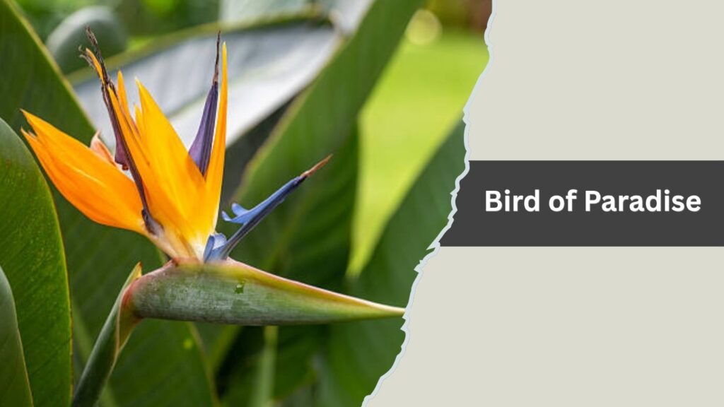 Bird of Paradise