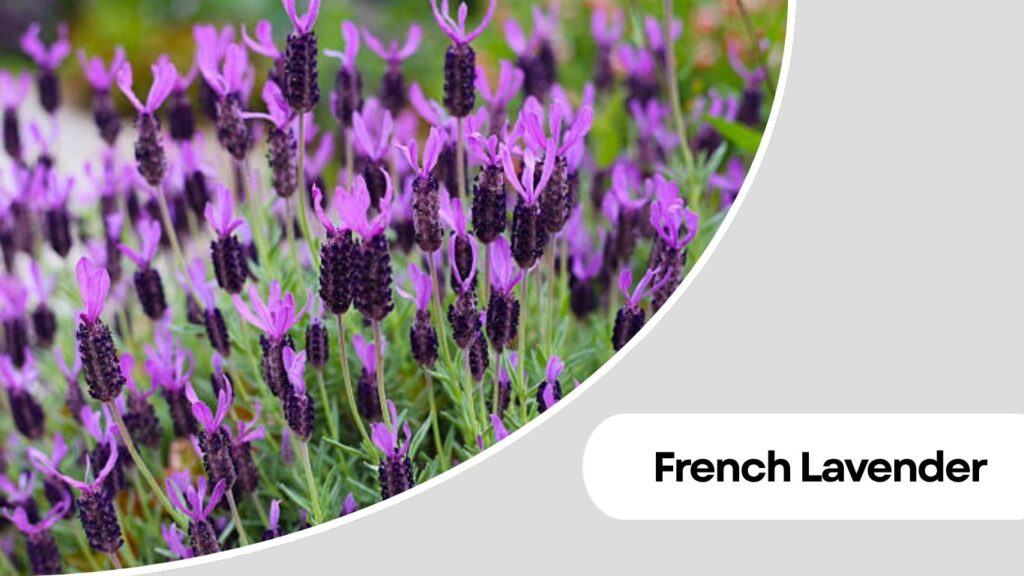 French Lavender (Lavandula dentata)