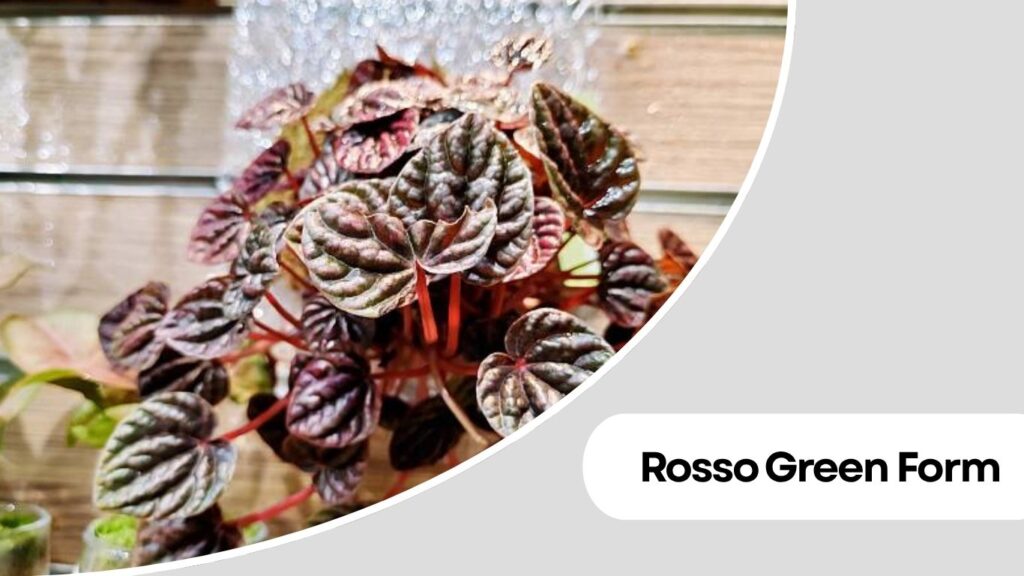 Peperomia caperata ‘Rosso Green Form